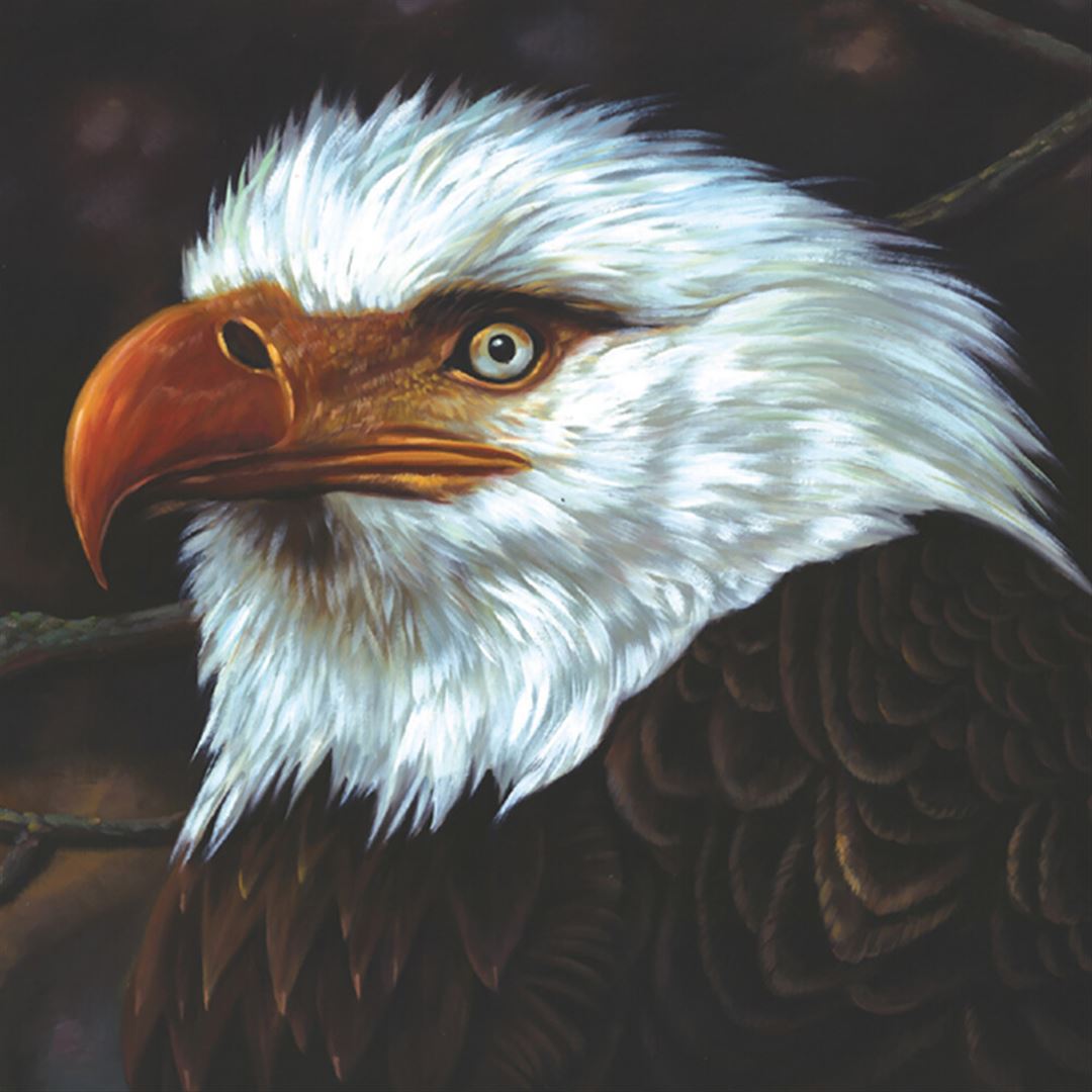 Hawk Is Howling cover art