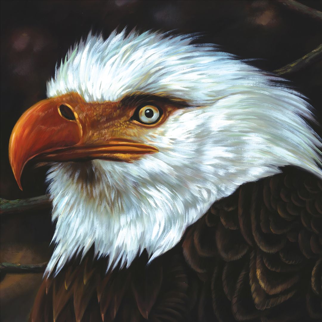 Hawk Is Howling cover art