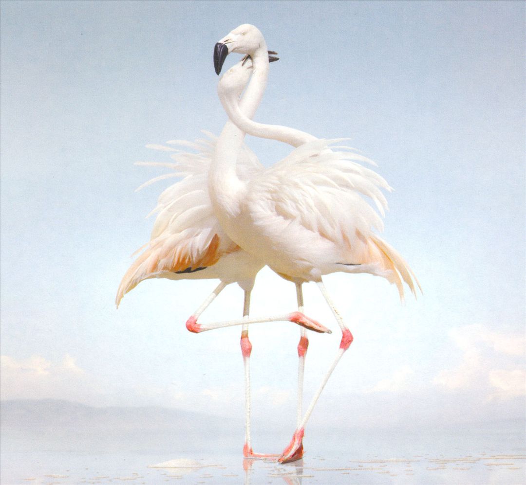 Green Language cover art