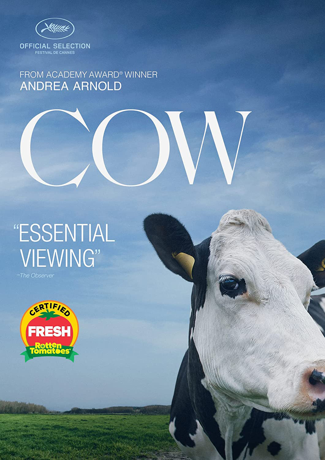 Cow cover art