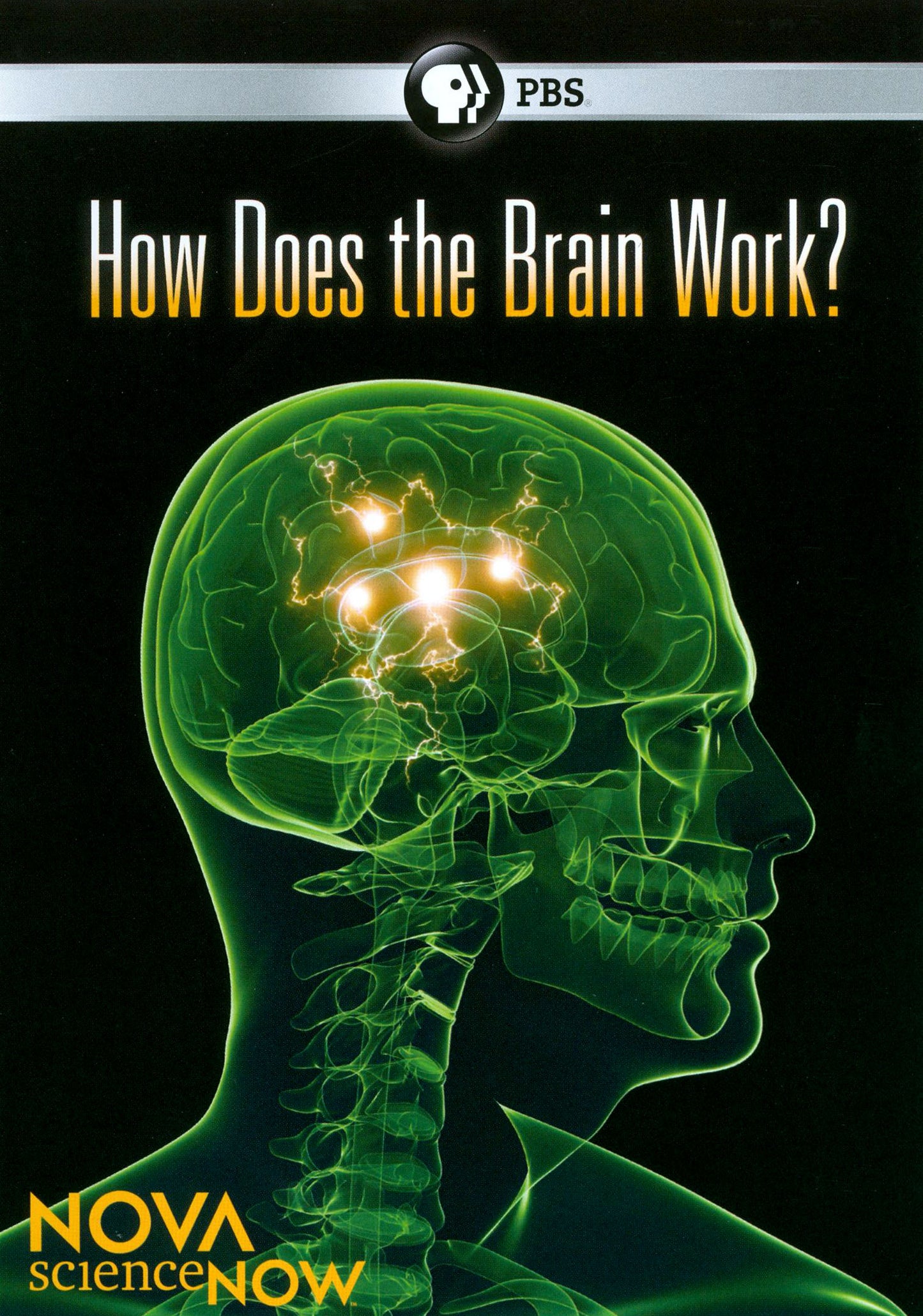 NOVA scienceNOW: How Does the Brain Work? cover art