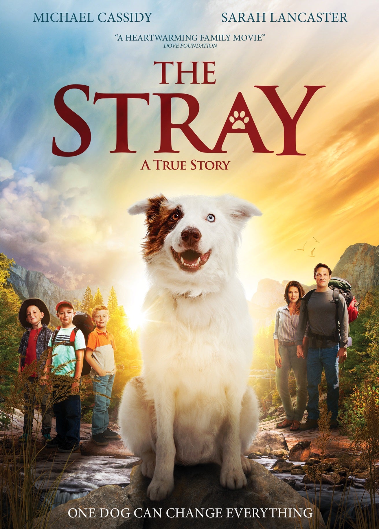 Stray cover art