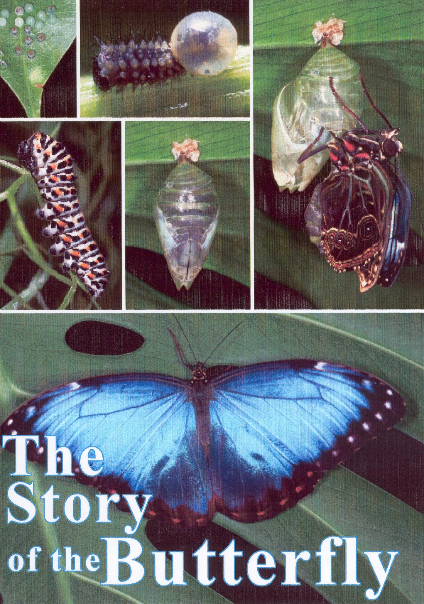 Story of the Butterfly cover art