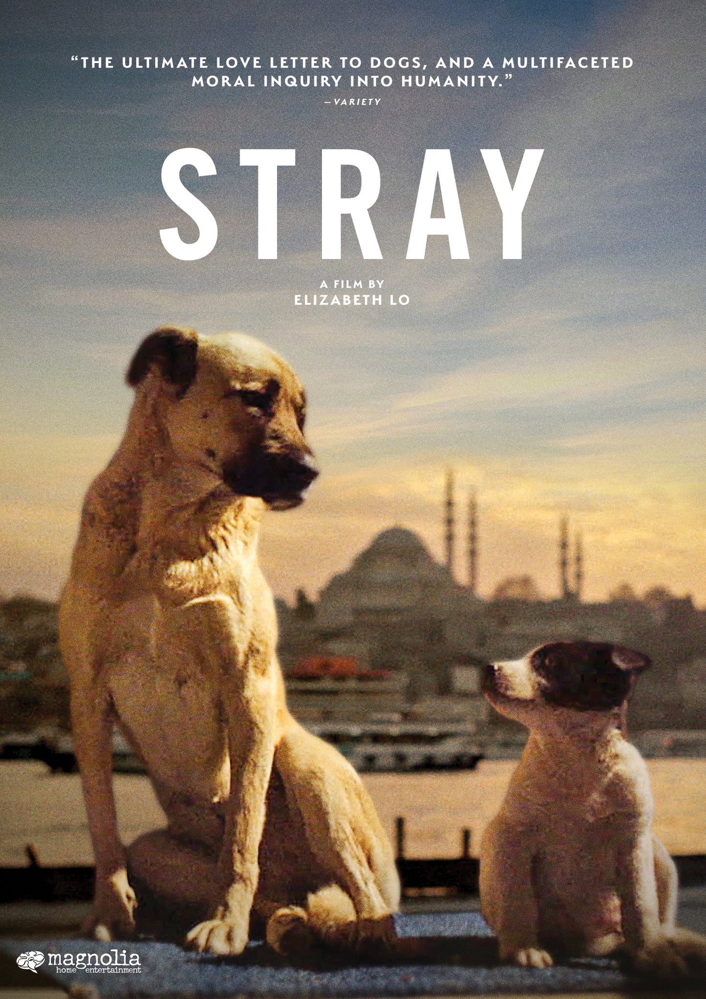 Stray cover art
