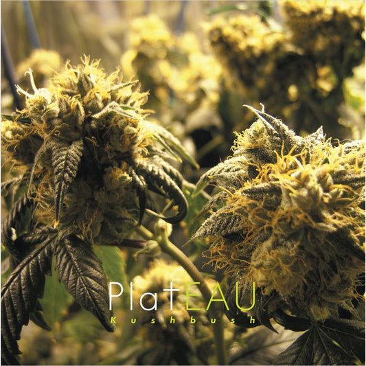 Kushbush/Music for Grass Bars cover art
