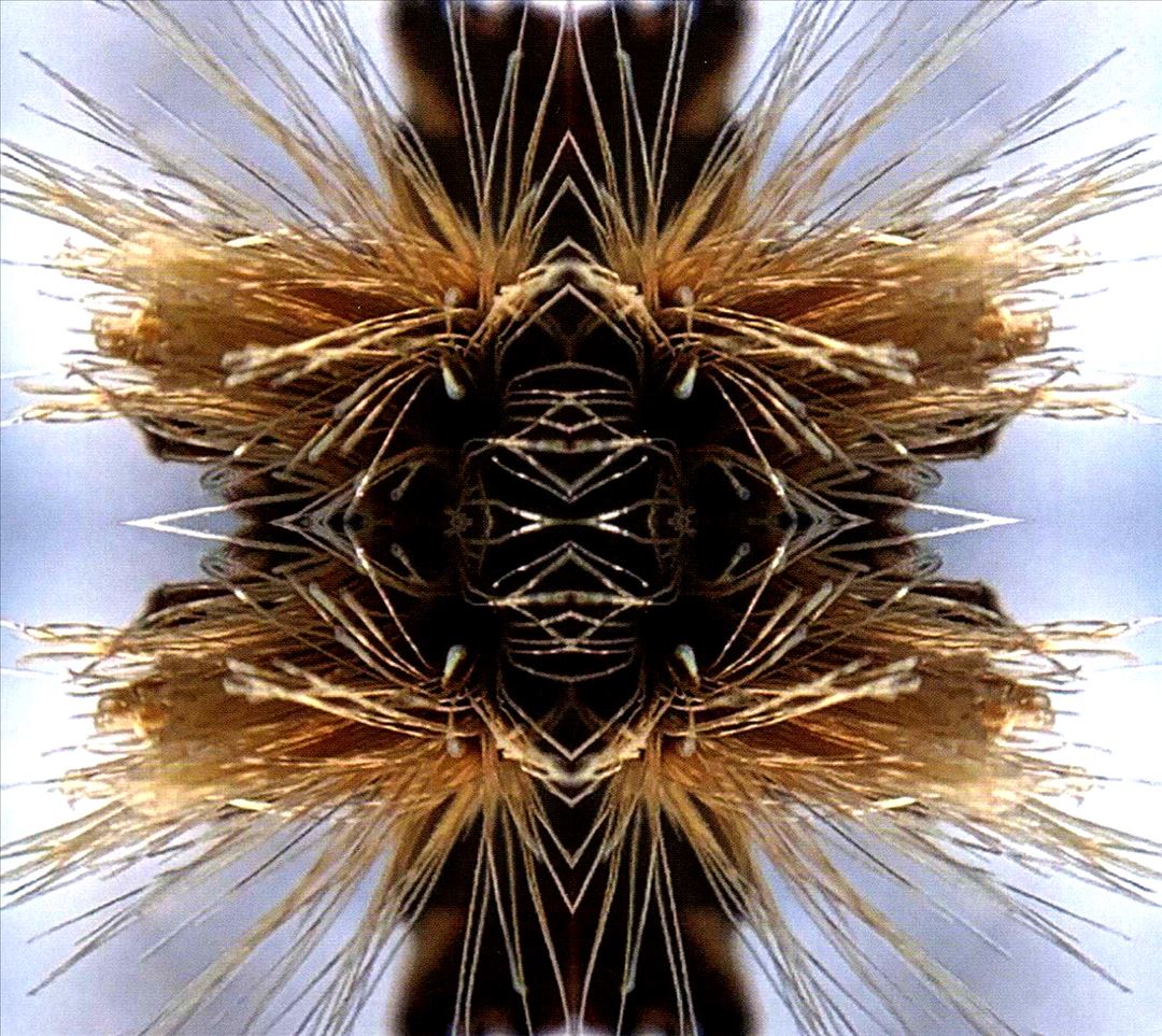 Sutra cover art