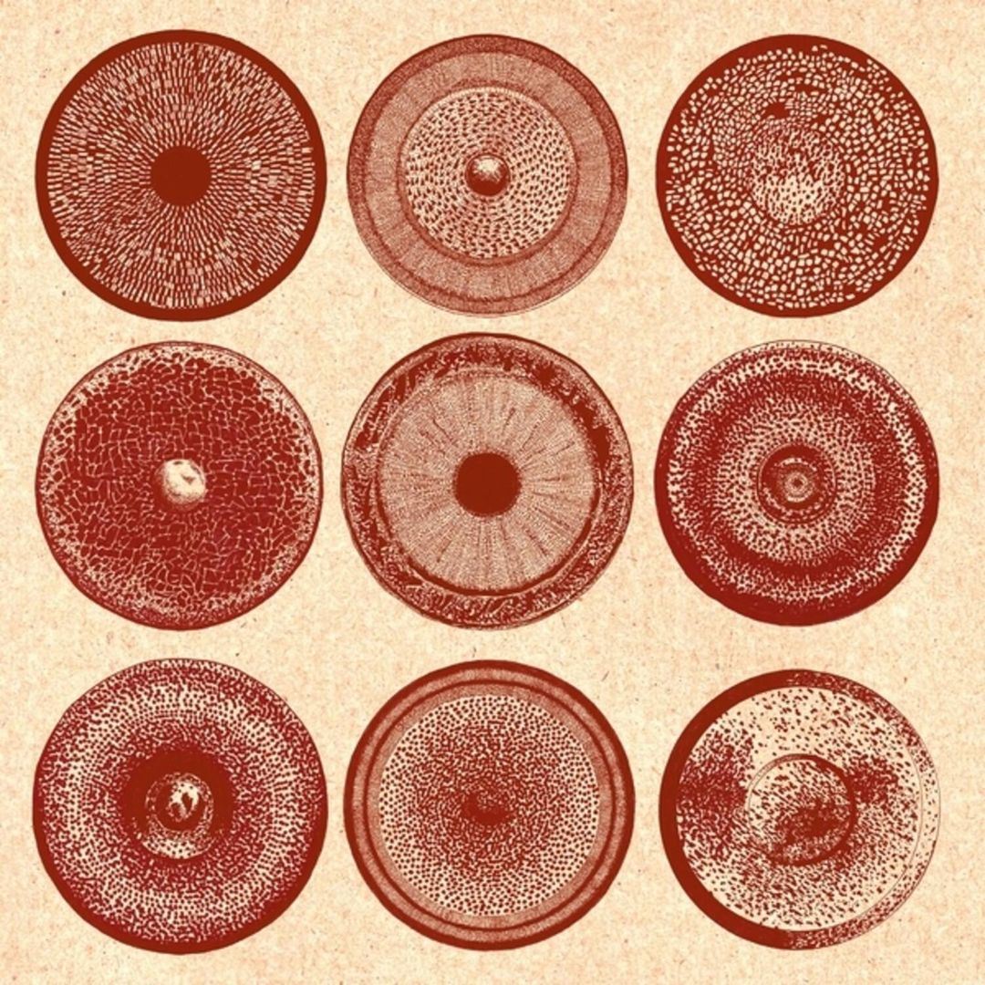 Spilla cover art