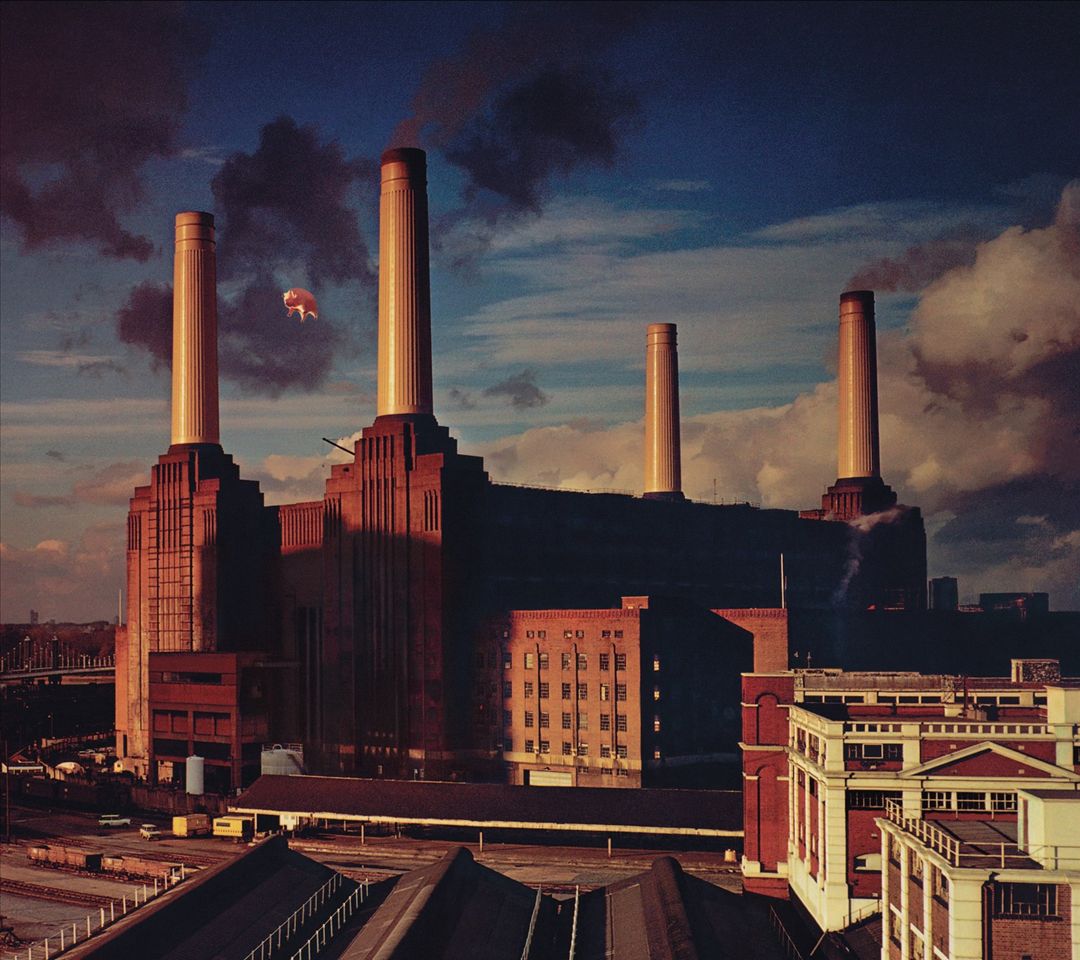 Animals cover art