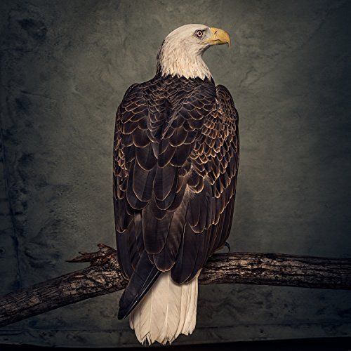 Book of Bad Decisions cover art