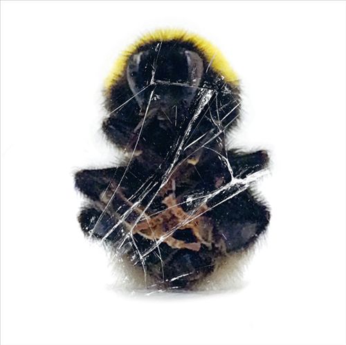 Walls & Dimensions cover art