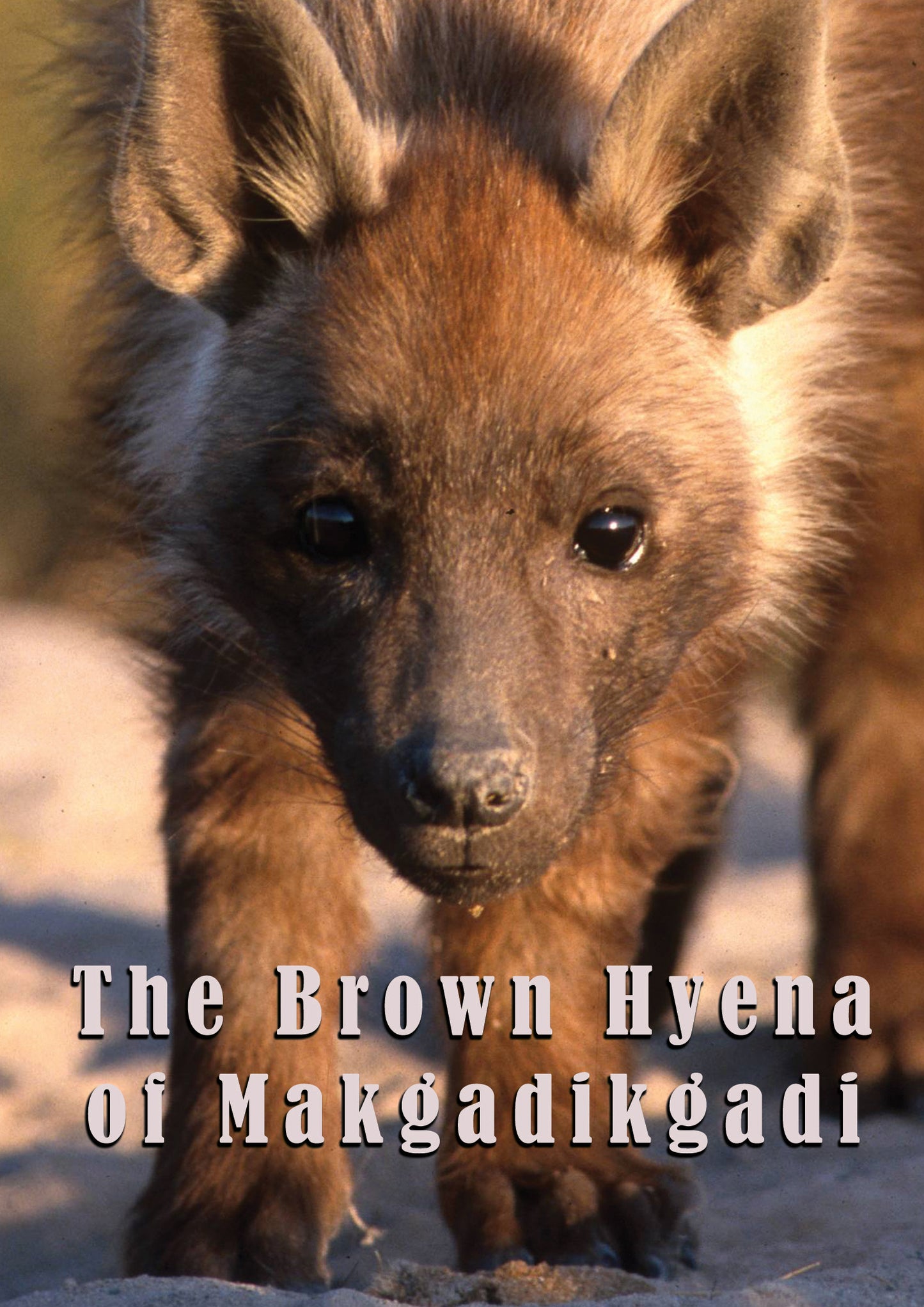 Brown Hyena Of Makgadikgadi cover art