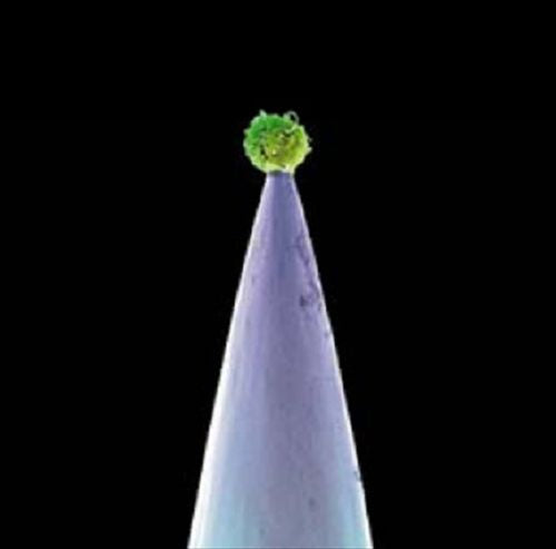 New Blood cover art