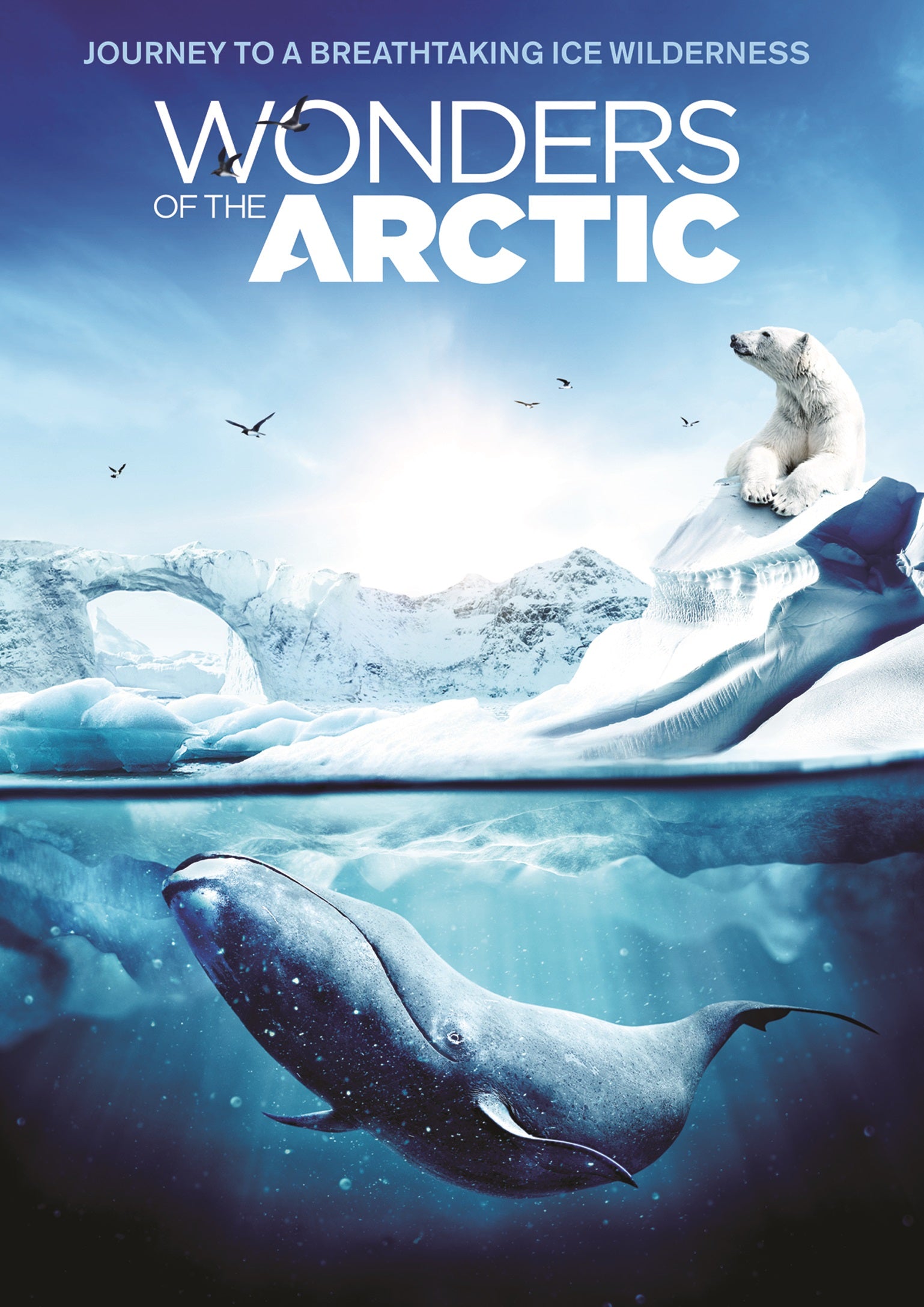 Wonders of the Arctic cover art