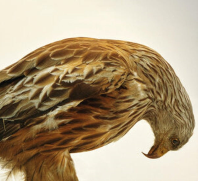 Best of 365 cover art