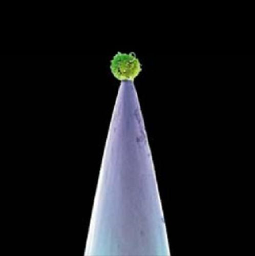 New Blood cover art