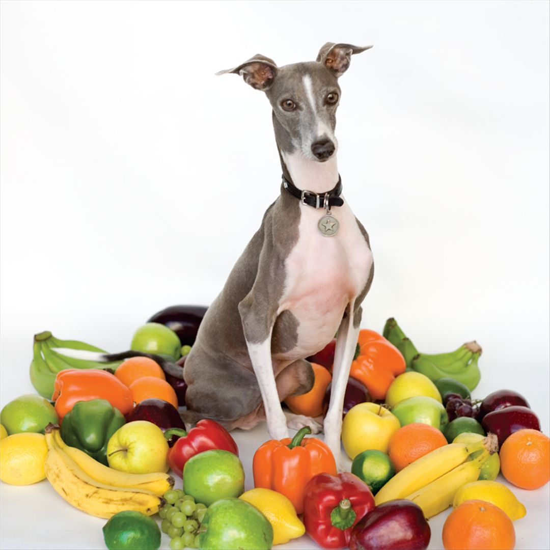 Excellent Italian Greyhound cover art