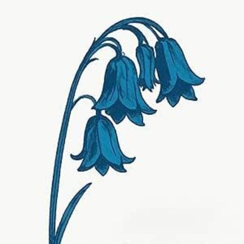 This Is the Bluebells [Blue Vinyl] cover art