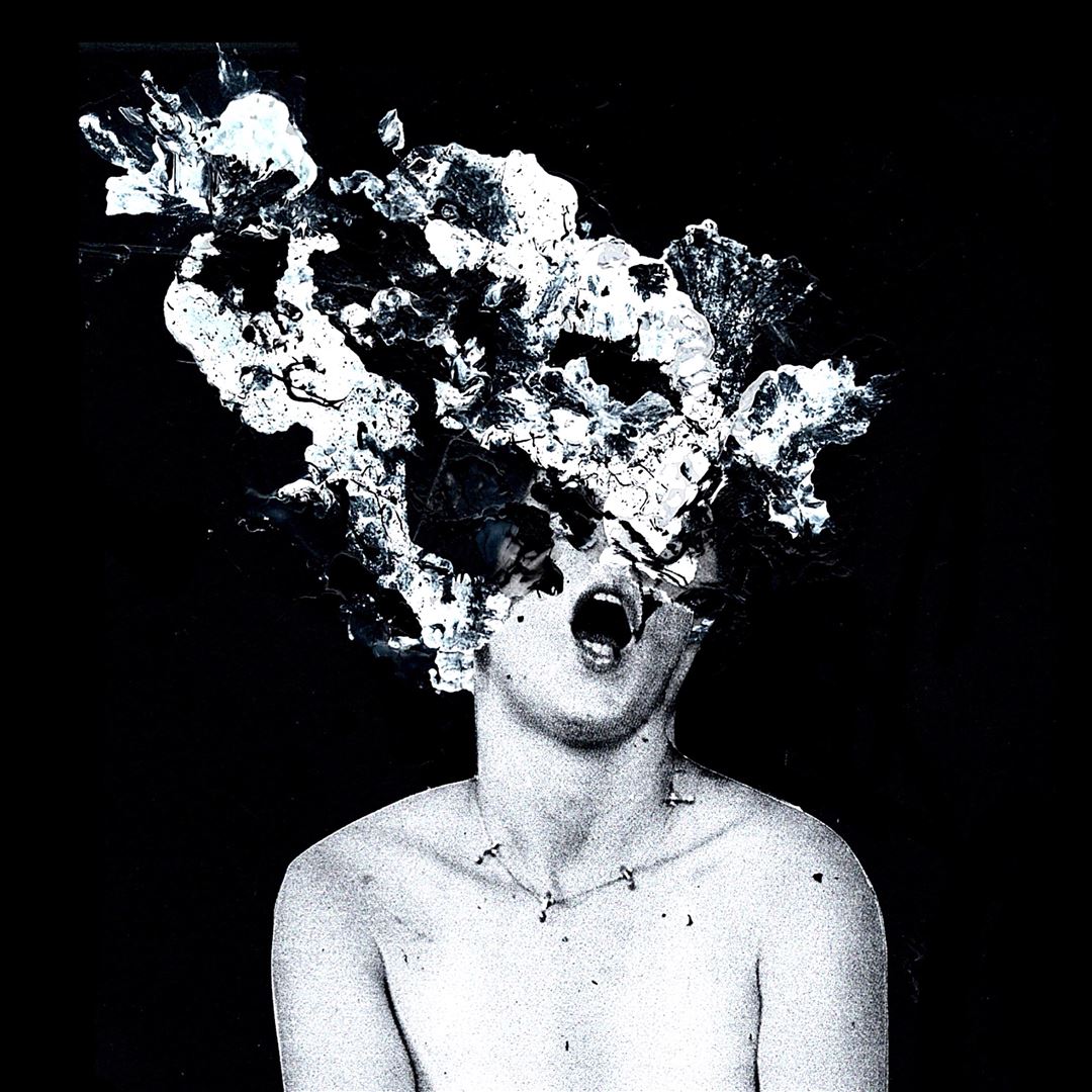 Swallow cover art