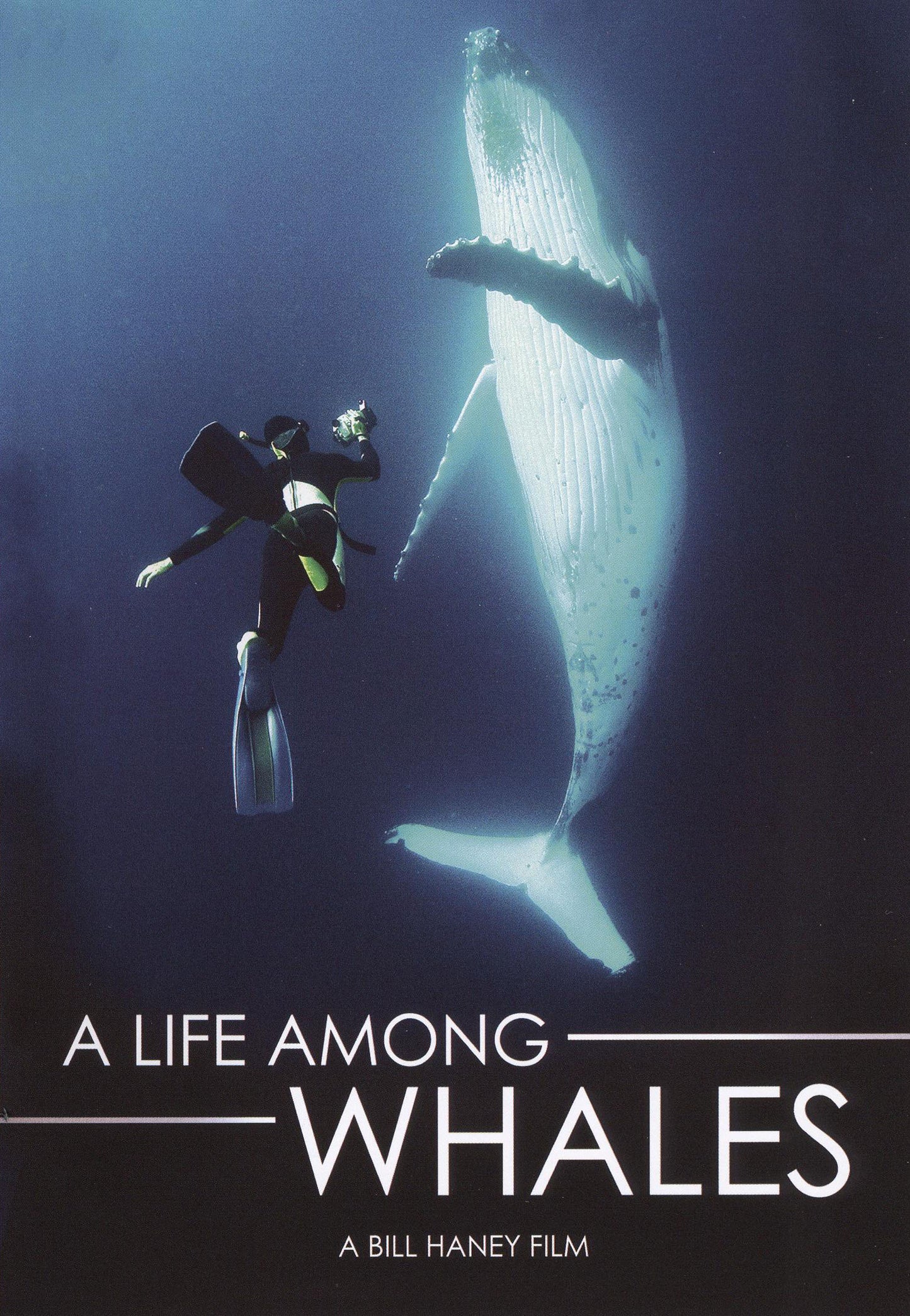 Life Among Whales cover art