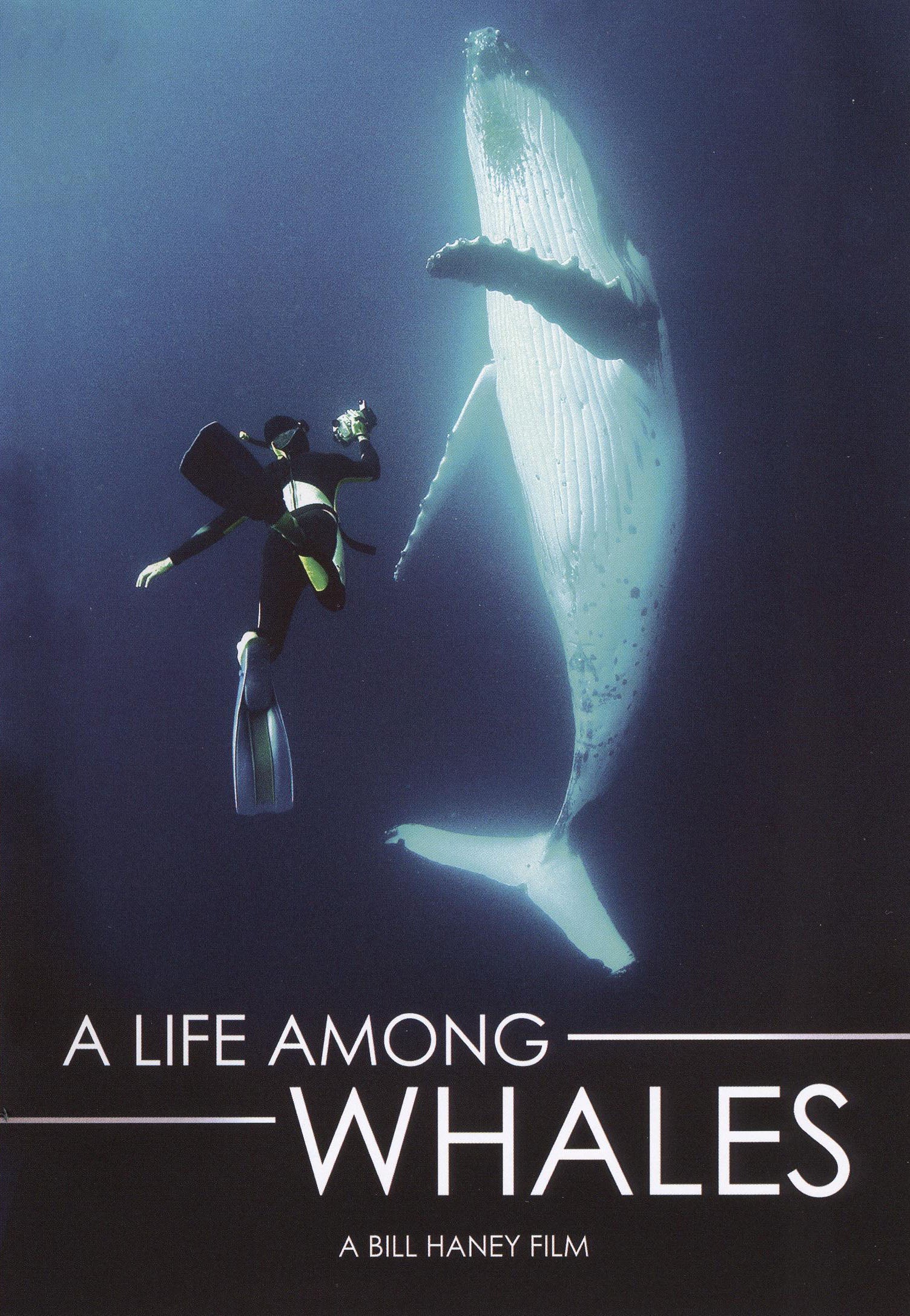 Life Among Whales cover art