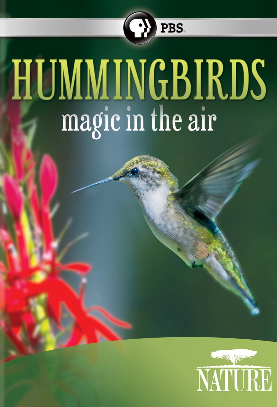 Nature: Hummingbirds: Magic in the Air cover art