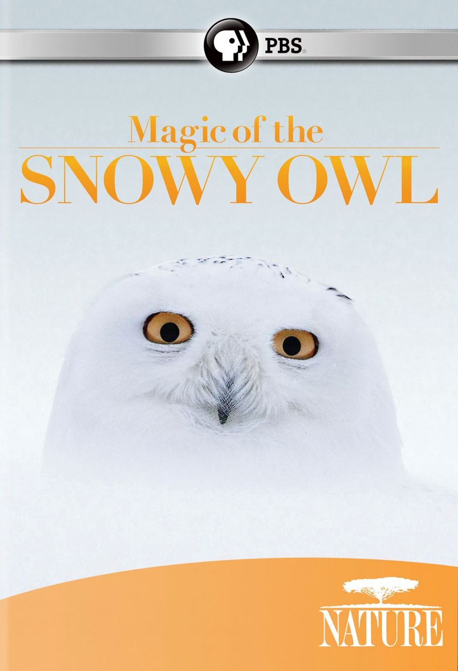 Nature: Magic of the Snowy Owl cover art