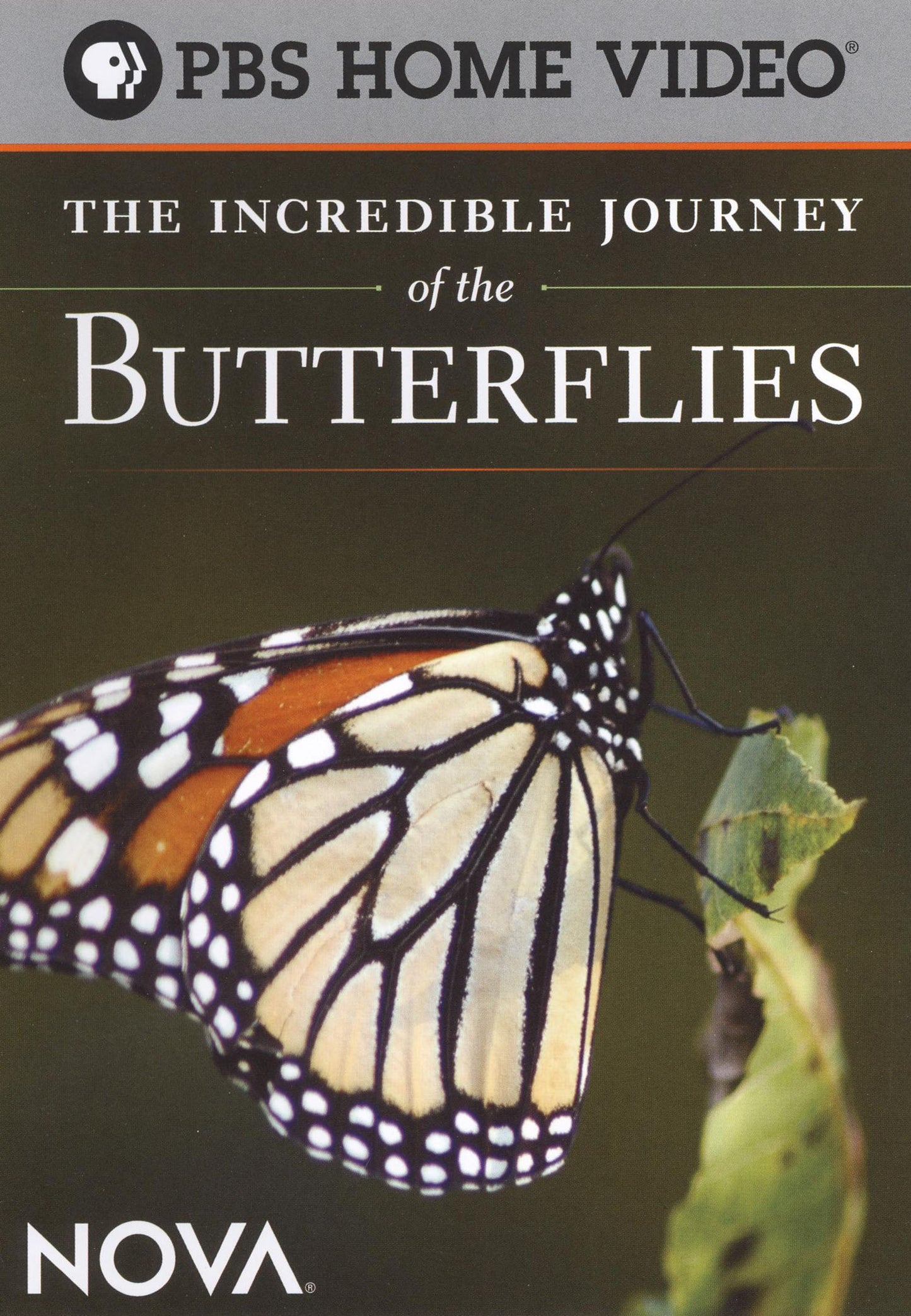 NOVA: The Incredible Journey of the Butterflies cover art