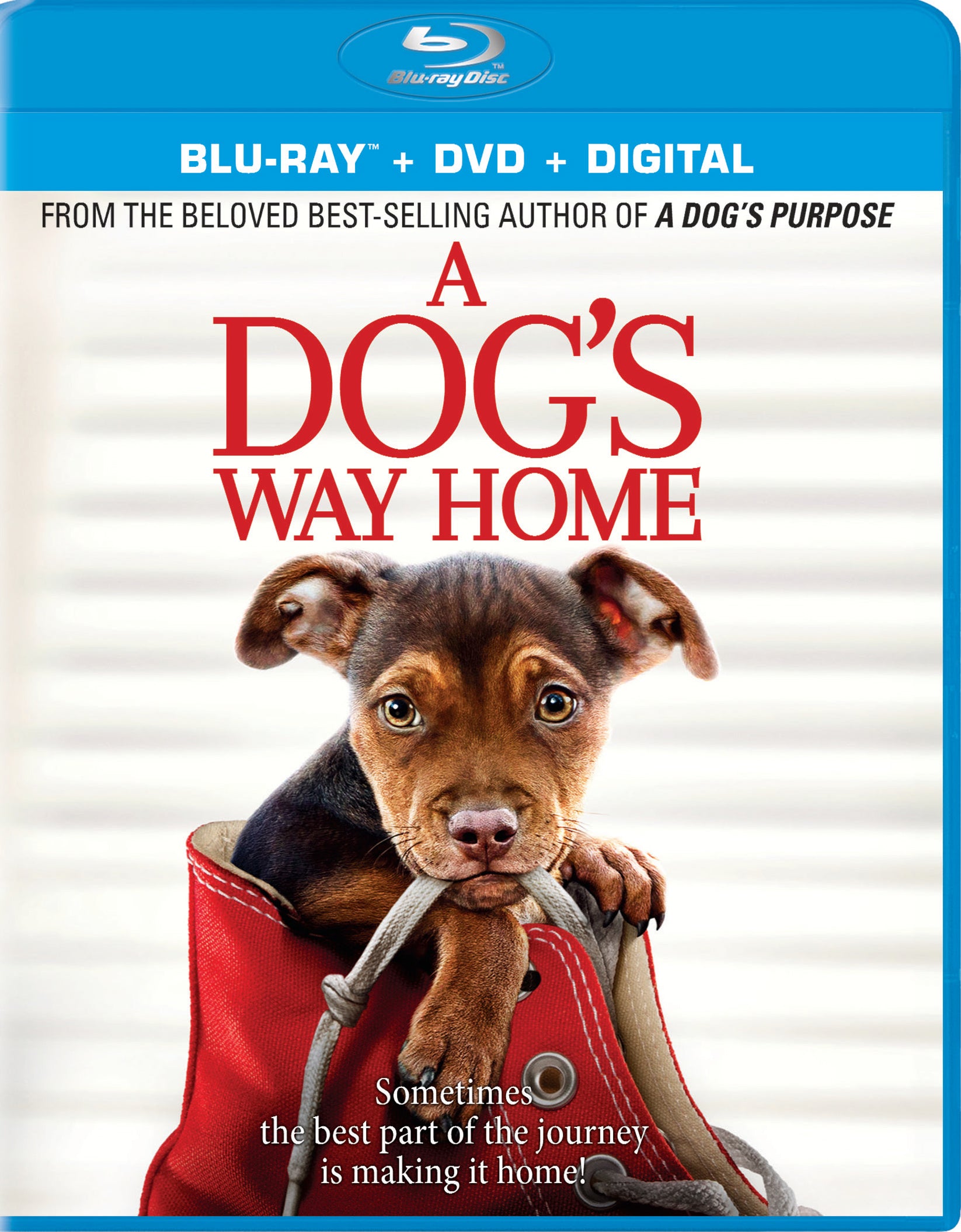Dog's Way Home [Includes Digital Copy] [Blu-ray/DVD] cover art