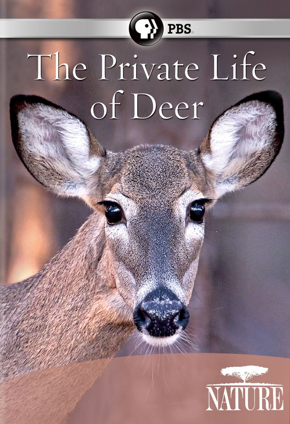 Nature: The Private Life of Deer cover art