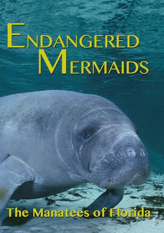 Endangered Mermaids: The Manatees of Florida cover art