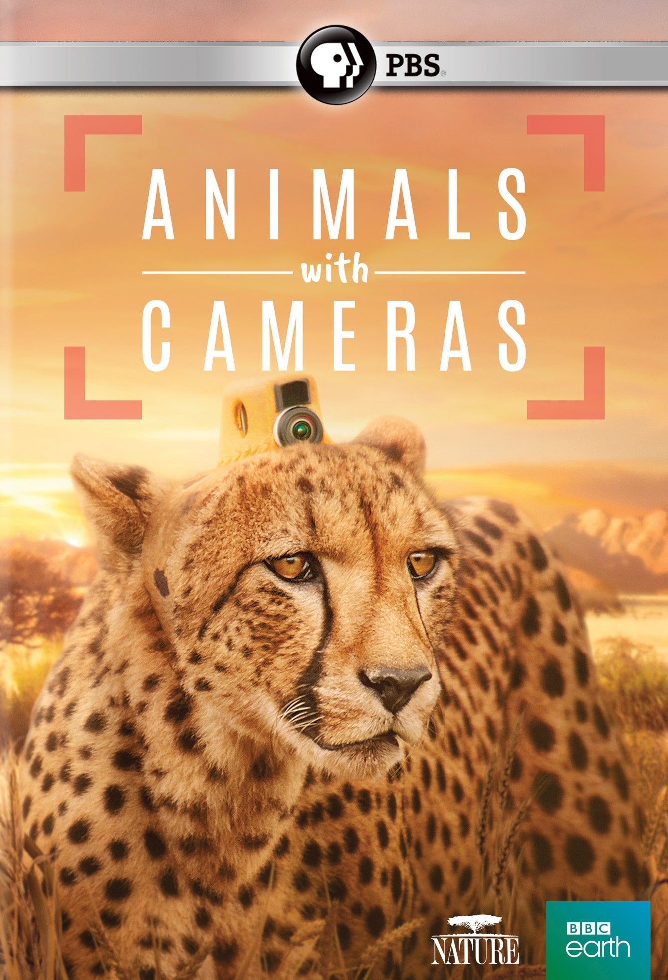 Nature: Animals with Cameras cover art
