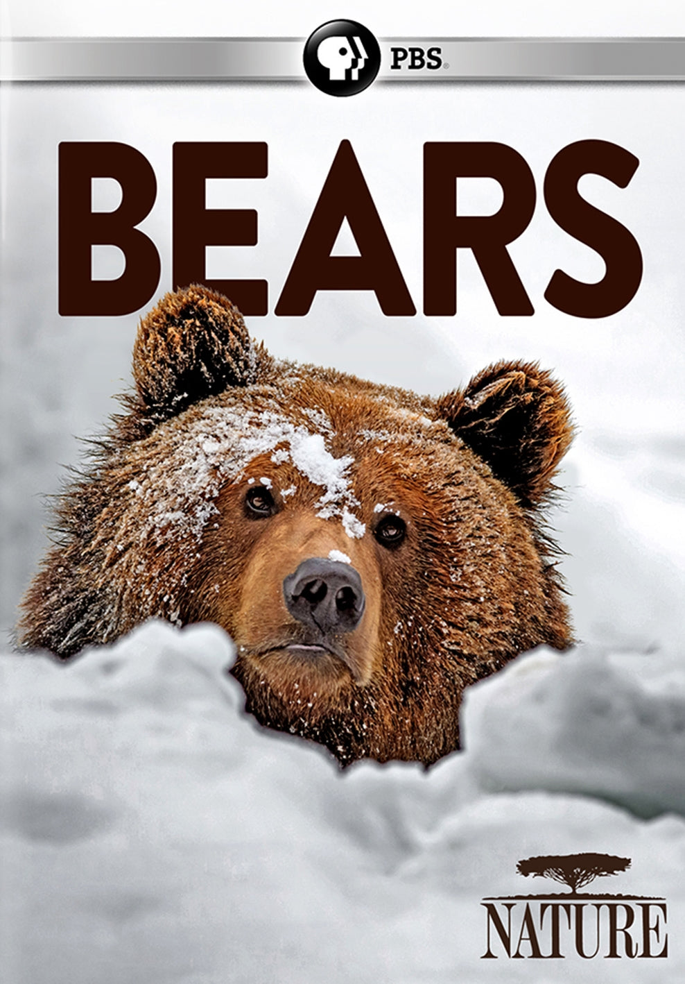 Nature: Bears cover art
