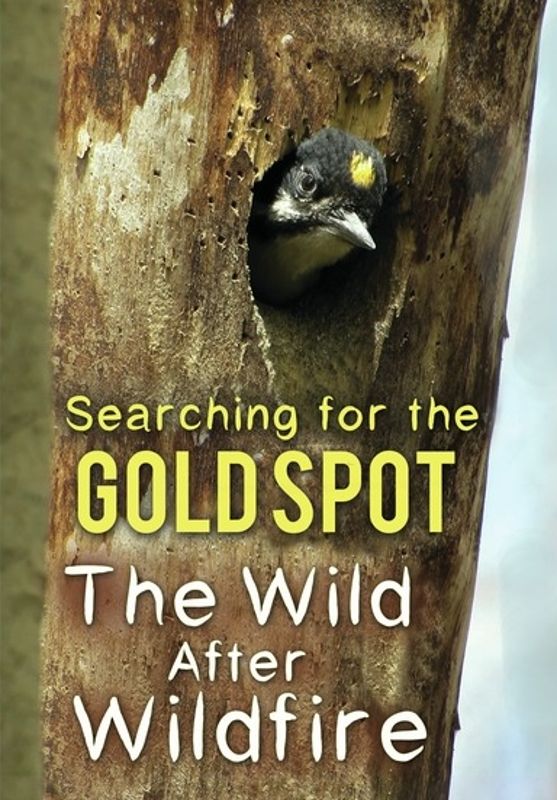 Searching for the Gold Spot cover art