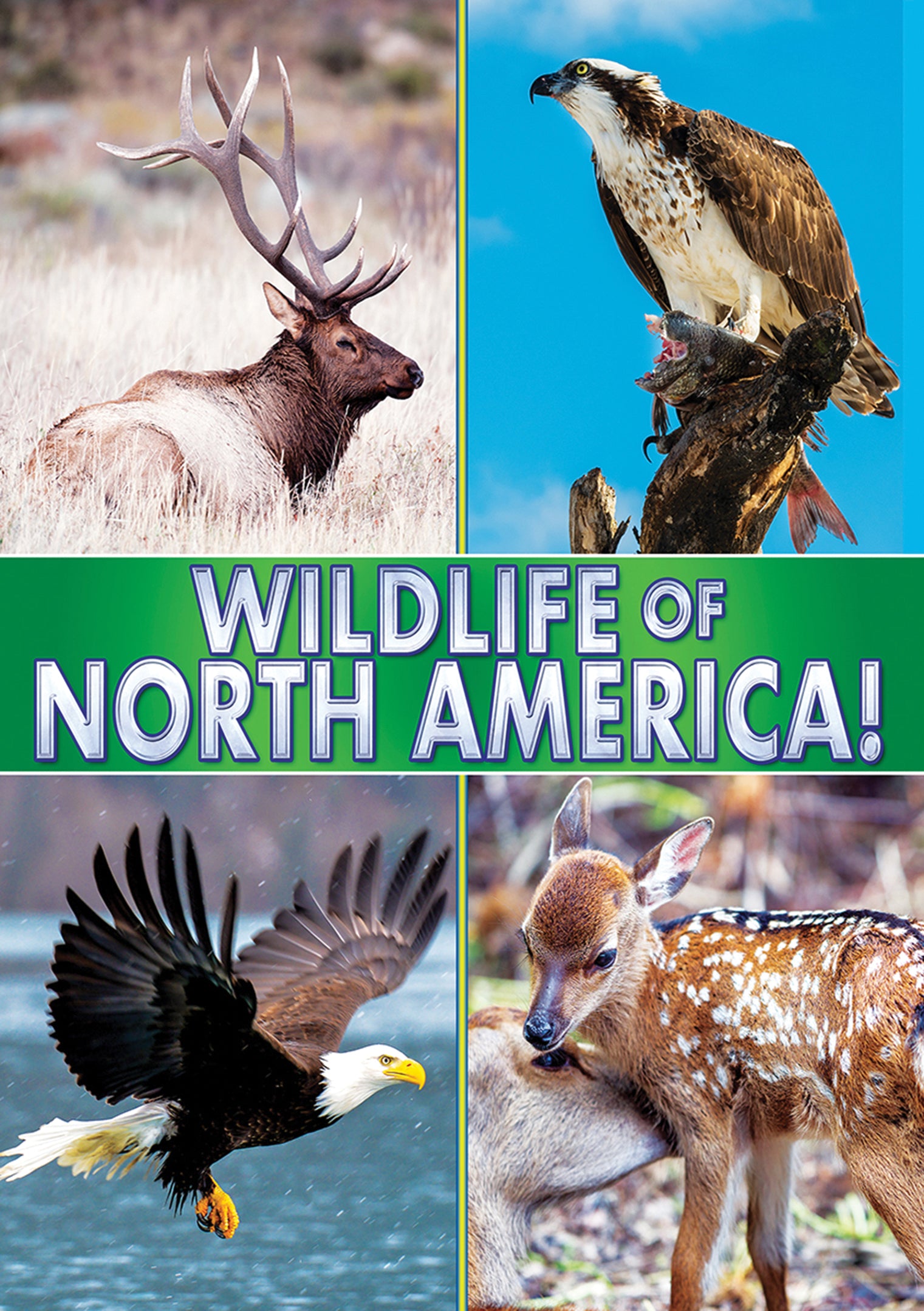 Wildlife of North America! cover art