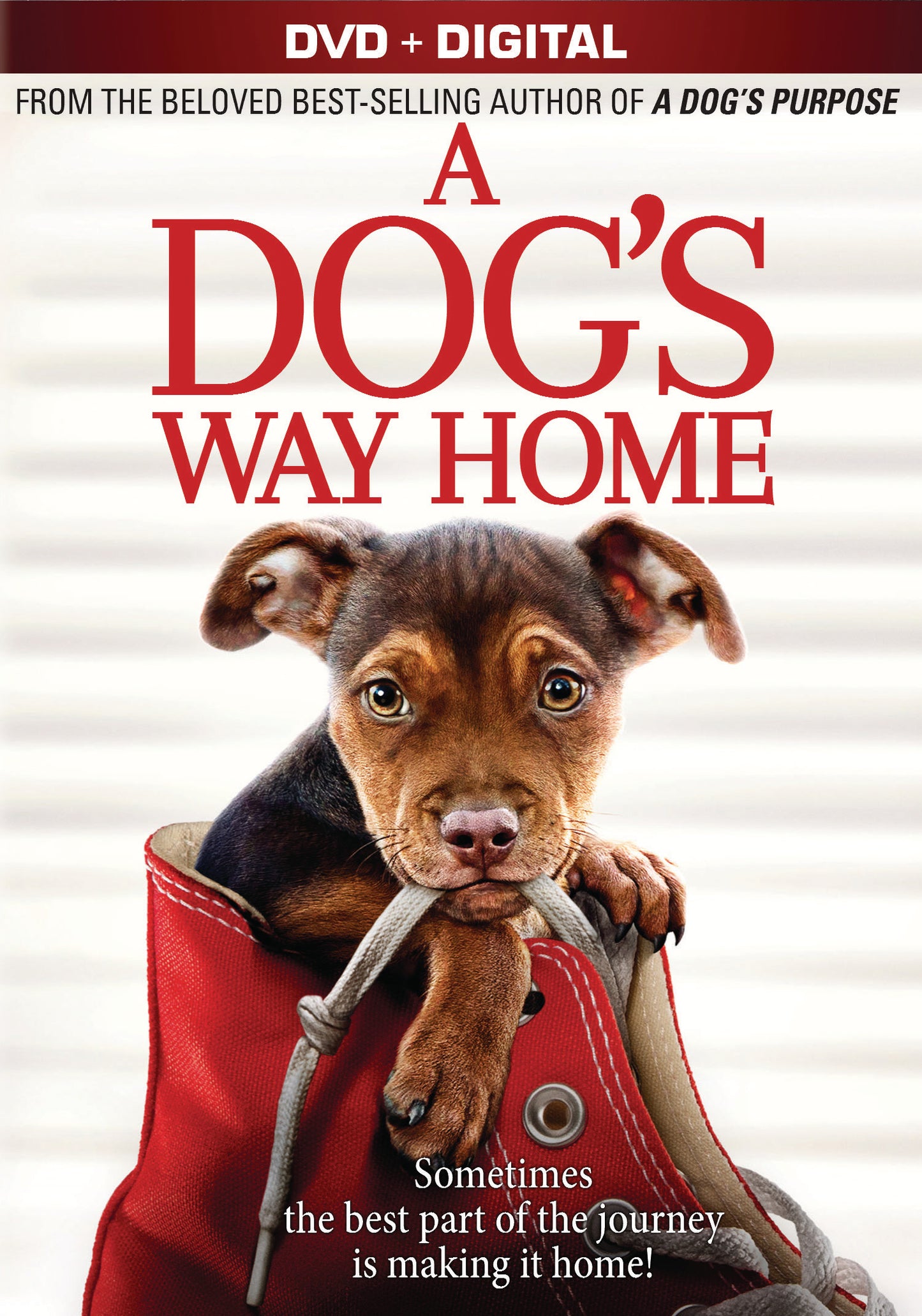 Dog's Way Home [Includes Digital Copy] cover art