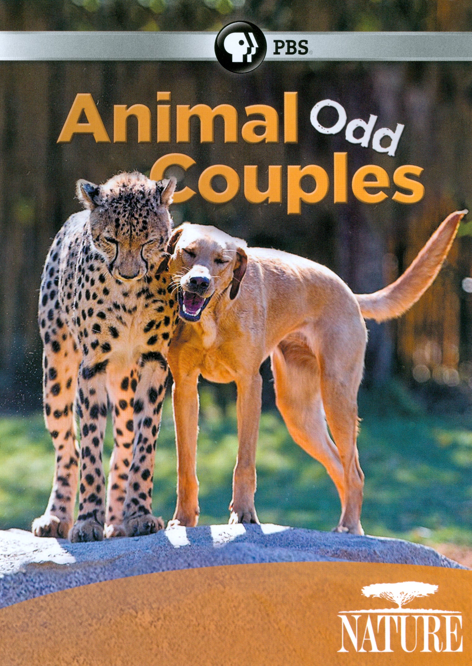 Nature: Animal Odd Couples cover art
