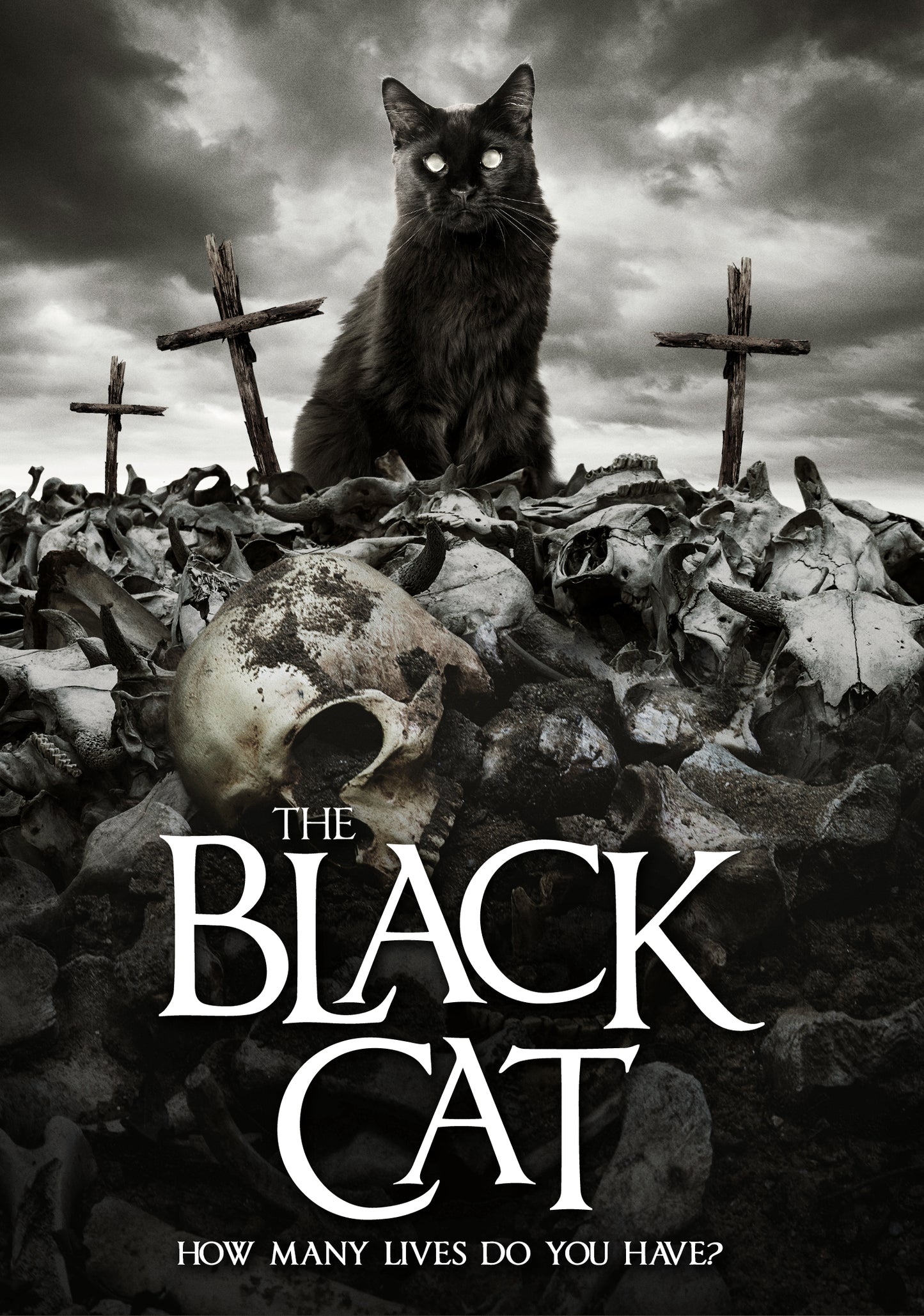 Black Cat cover art