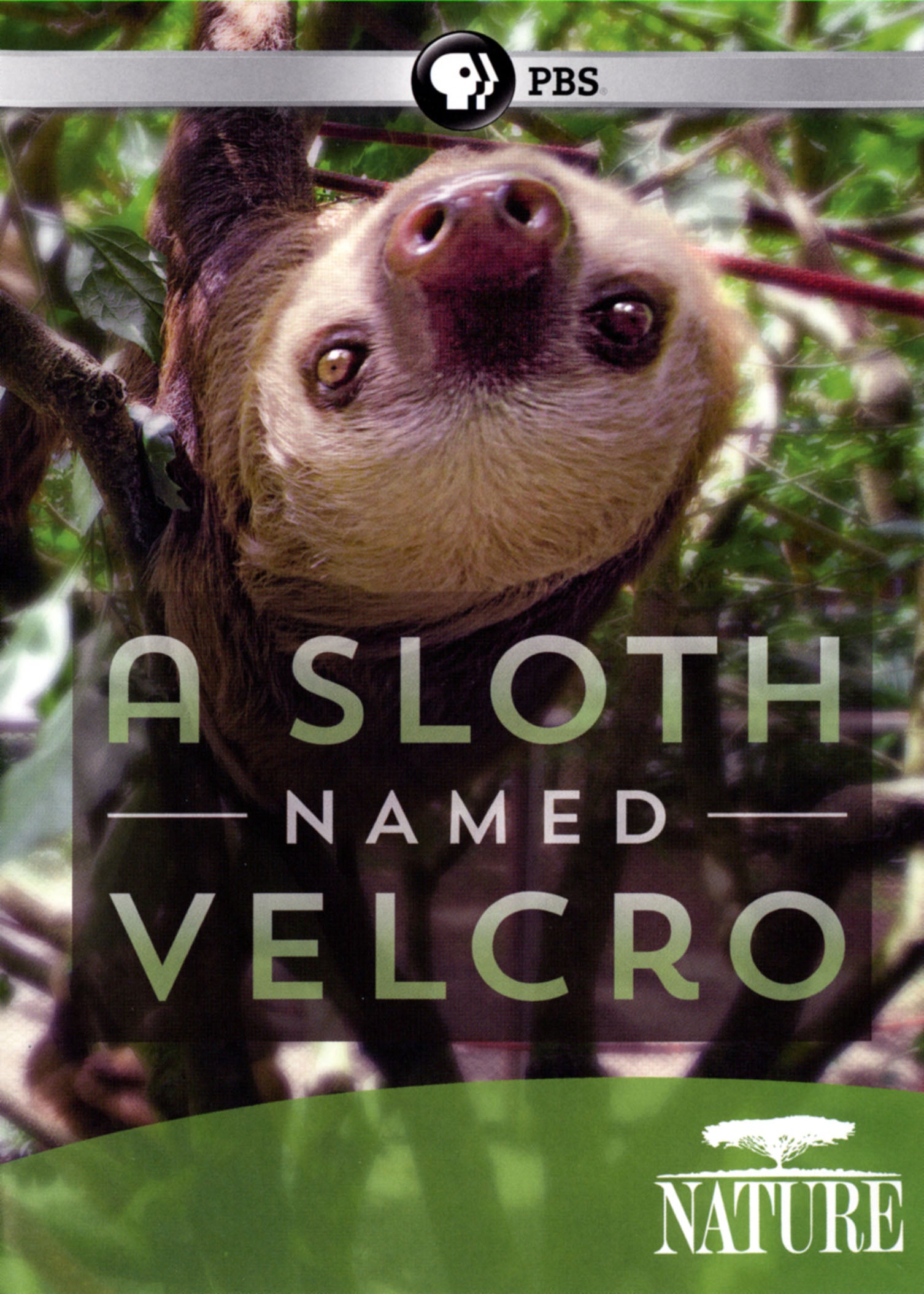 Nature: A Sloth Named Velcro cover art
