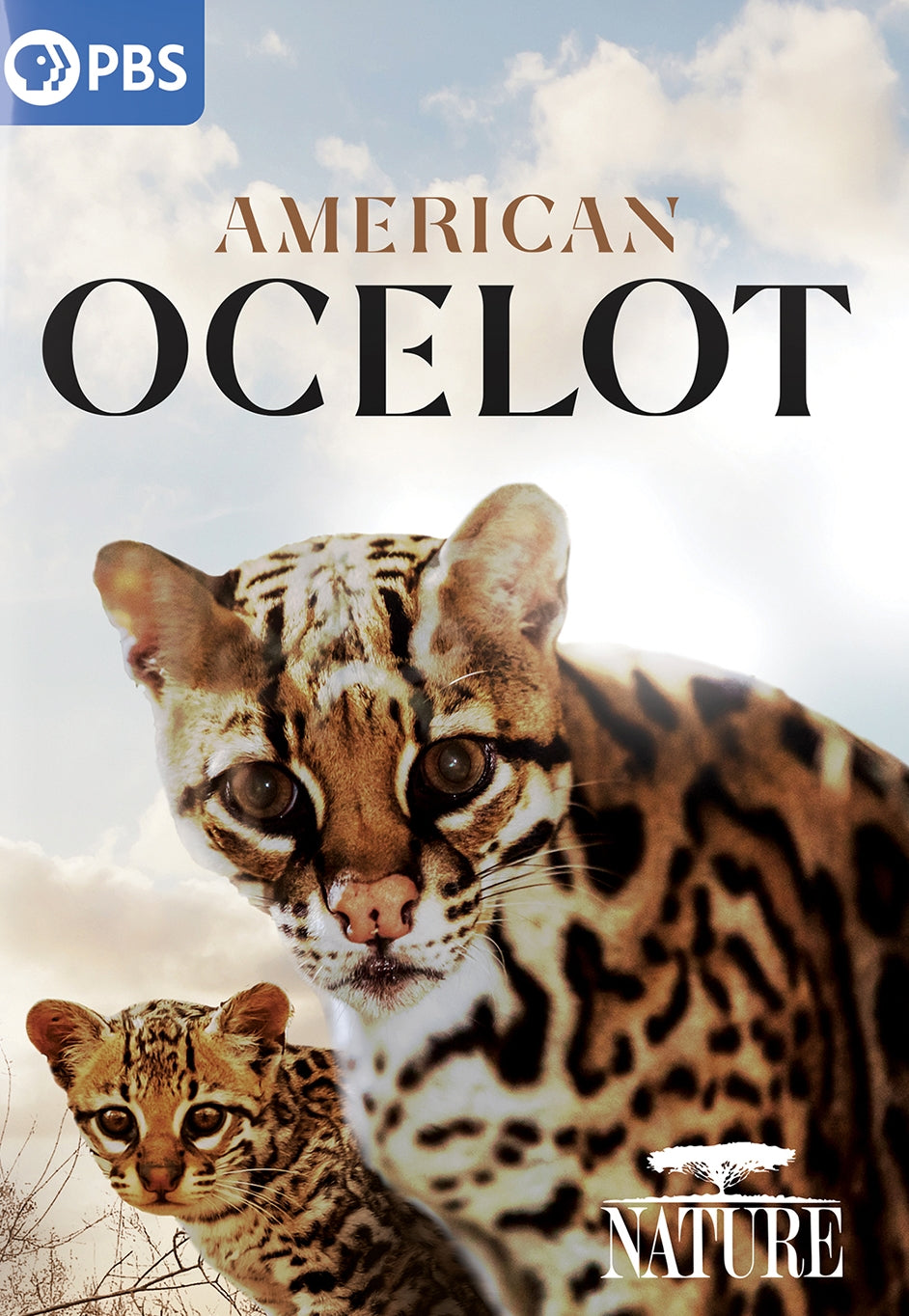 Nature: American Ocelot cover art