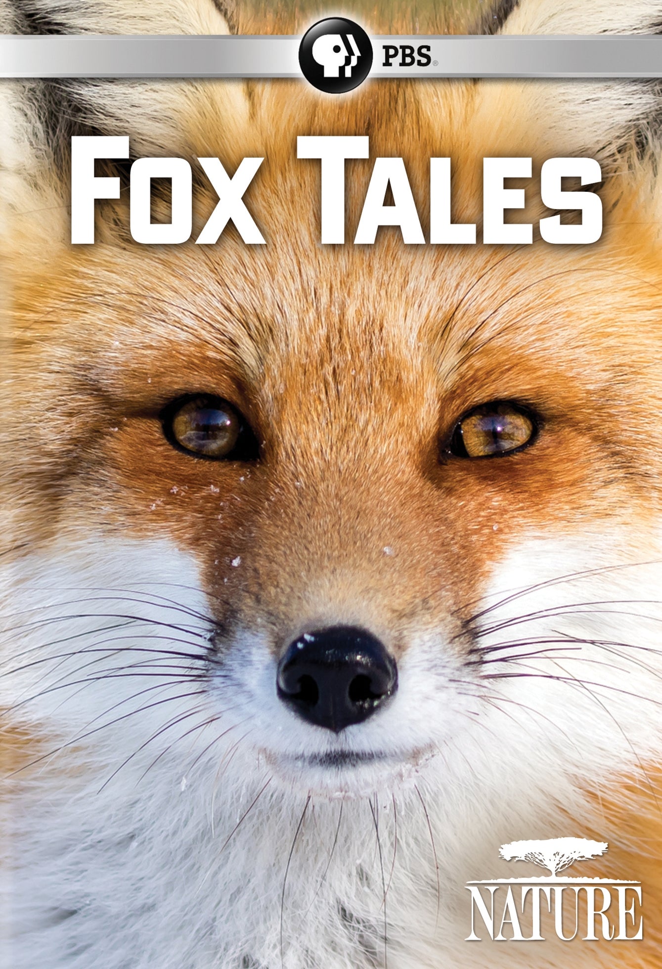 Nature: Fox Tales cover art