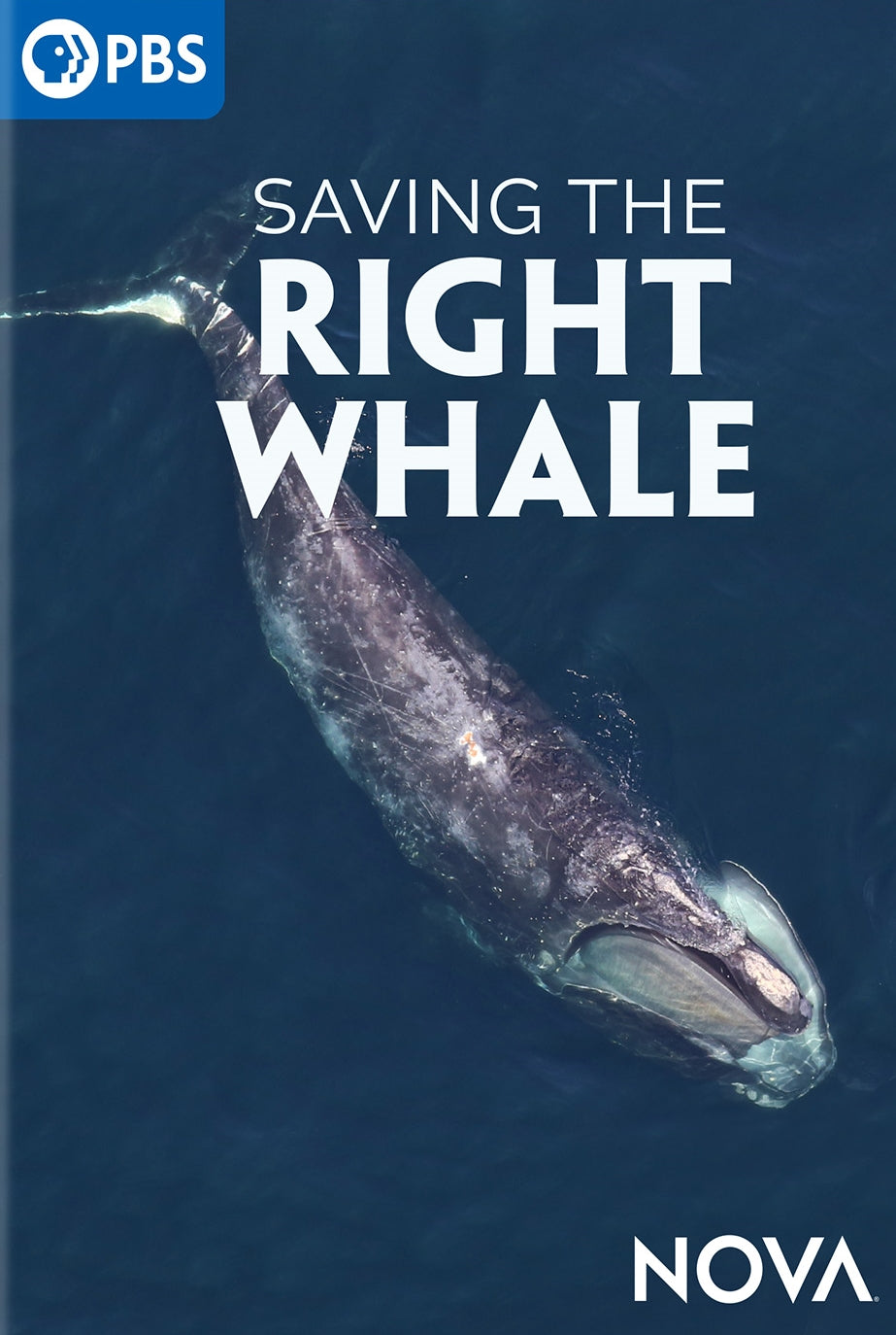 NOVA: Saving the Right Whale cover art