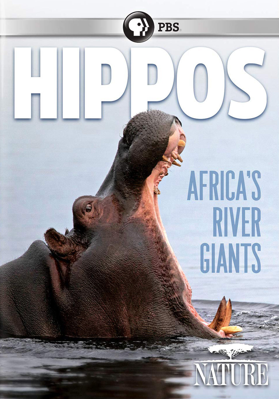 Nature: Hippos - Africa's River Giants cover art